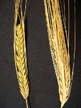 Two and Six Ear Barley Ears